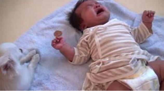 不止小狗狗叼过去的东西令主人泪奔麻将胡了2游戏入口baby哭闹
