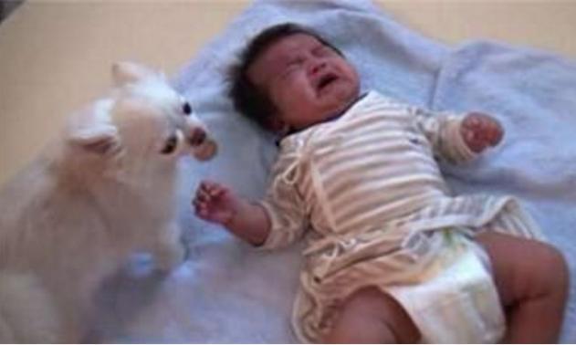 不止小狗狗叼过去的东西令主人泪奔麻将胡了2游戏入口baby哭闹(图2)