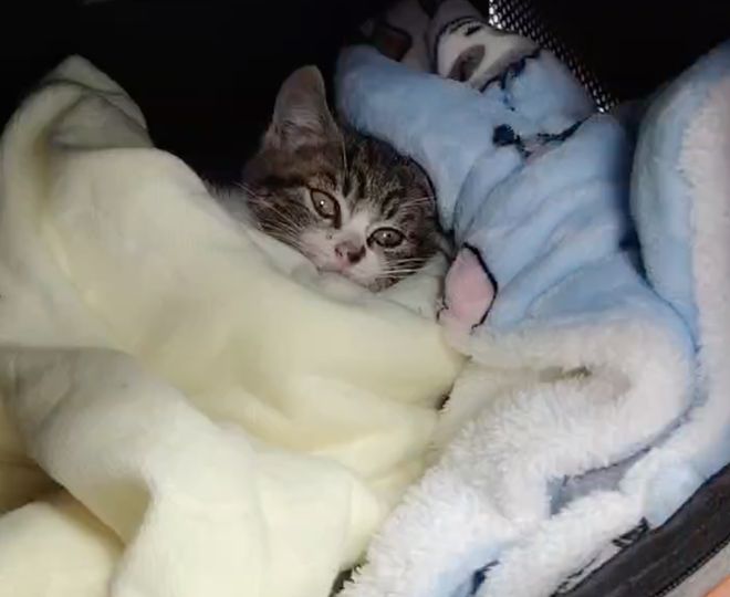 到一只奇形怪状的蓝猫结果真相是…PG电子麻将胡了太造孽了！网上刷(图2)