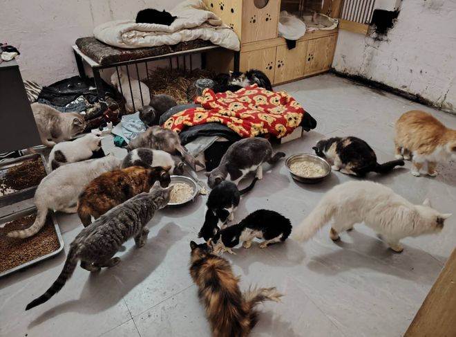 到一只奇形怪状的蓝猫结果真相是…PG电子麻将胡了太造孽了！网上刷(图3)
