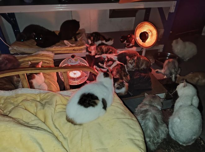 到一只奇形怪状的蓝猫结果真相是…PG电子麻将胡了太造孽了！网上刷(图9)