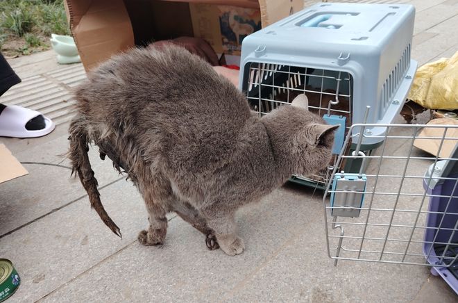 到一只奇形怪状的蓝猫结果真相是…PG电子麻将胡了太造孽了！网上刷(图8)