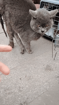 到一只奇形怪状的蓝猫结果真相是…PG电子麻将胡了太造孽了！网上刷(图13)